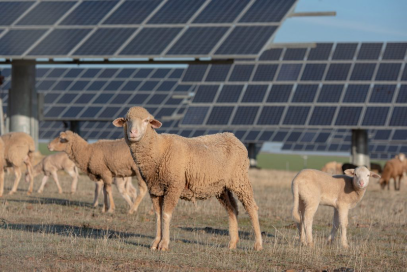 Foto de Adobe Stock de Joe McUbed que muestra ovejas pastando en una granja solar de Volkswagen en Chattanooga que minimiza los riesgos de erosión. 