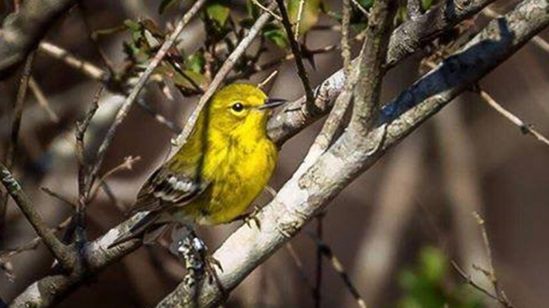 Pájaro posado en un árbol 