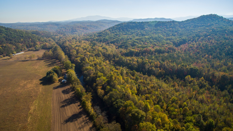 Forest with mountains in the background