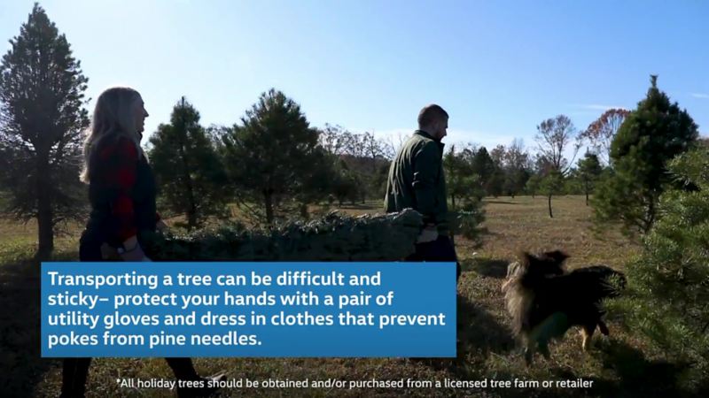 Transporting a tree can be difficult and sticky – protect your hands with a pair of utility gloves and dress in clothes that prevent pokes from pine needles.