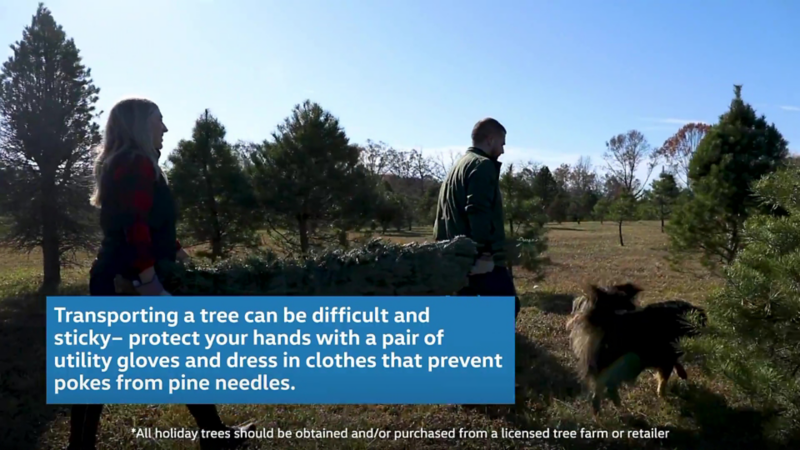 Transportar un árbol puede ser difícil y pegajoso: proteja sus manos con un par de guantes de uso general y vístase con ropa que evite los pinchazos de las agujas de los pinos.