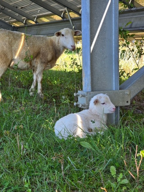 Una oveja y un cordero descansan a la sombra debajo de un panel solar