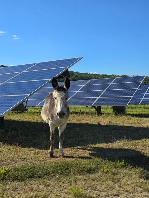 Buddy, el burro guardián parado frente a un panel solar