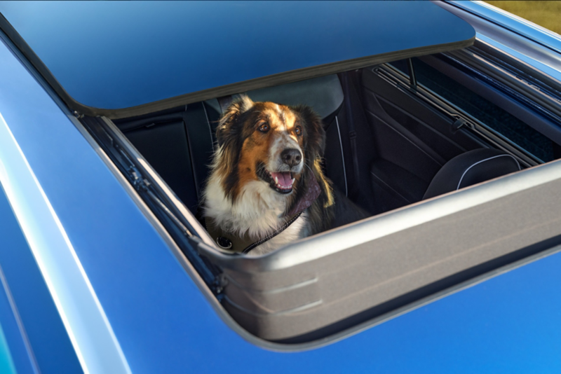 Overhead view of a dog looking out of the available panoramic sunroof of the Atlas Cross Sport shown in Kingfisher Blue Metallic.