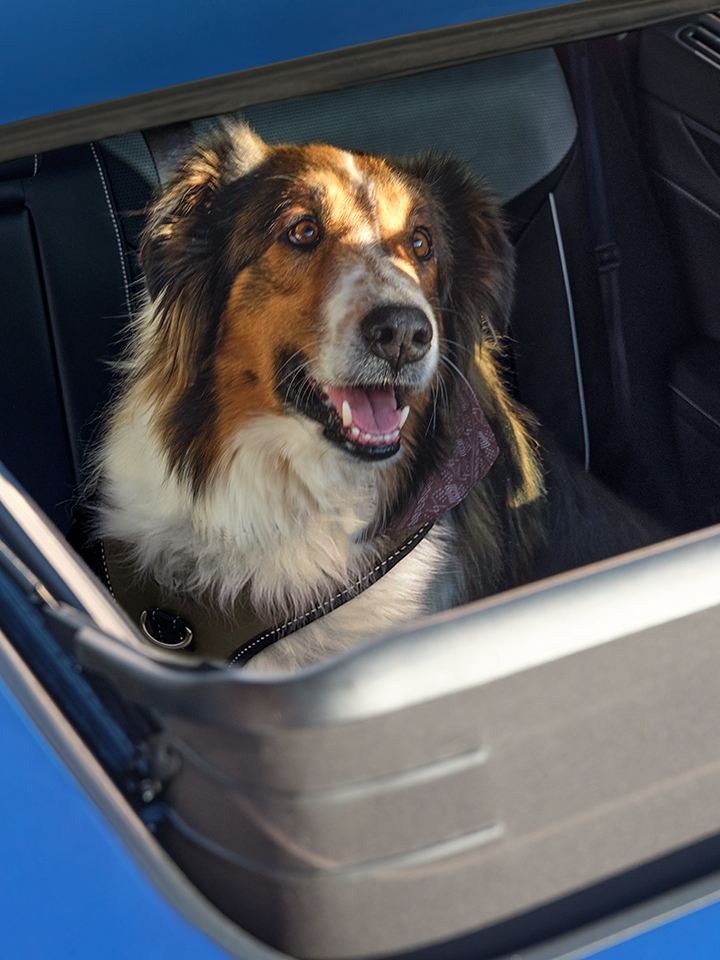Overhead view of a dog looking out of the available panoramic sunroof of the Atlas Cross Sport shown in Kingfisher Blue Metallic.
