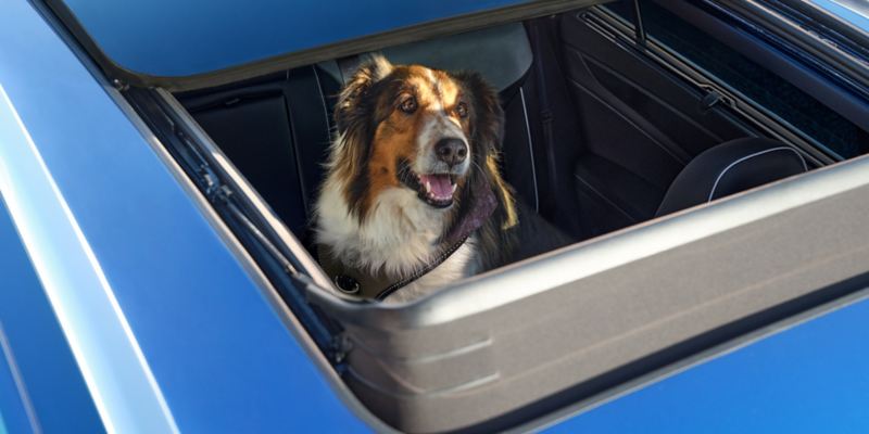 Overhead view of a dog looking out of the available panoramic sunroof of the Atlas Cross Sport shown in Kingfisher Blue Metallic.