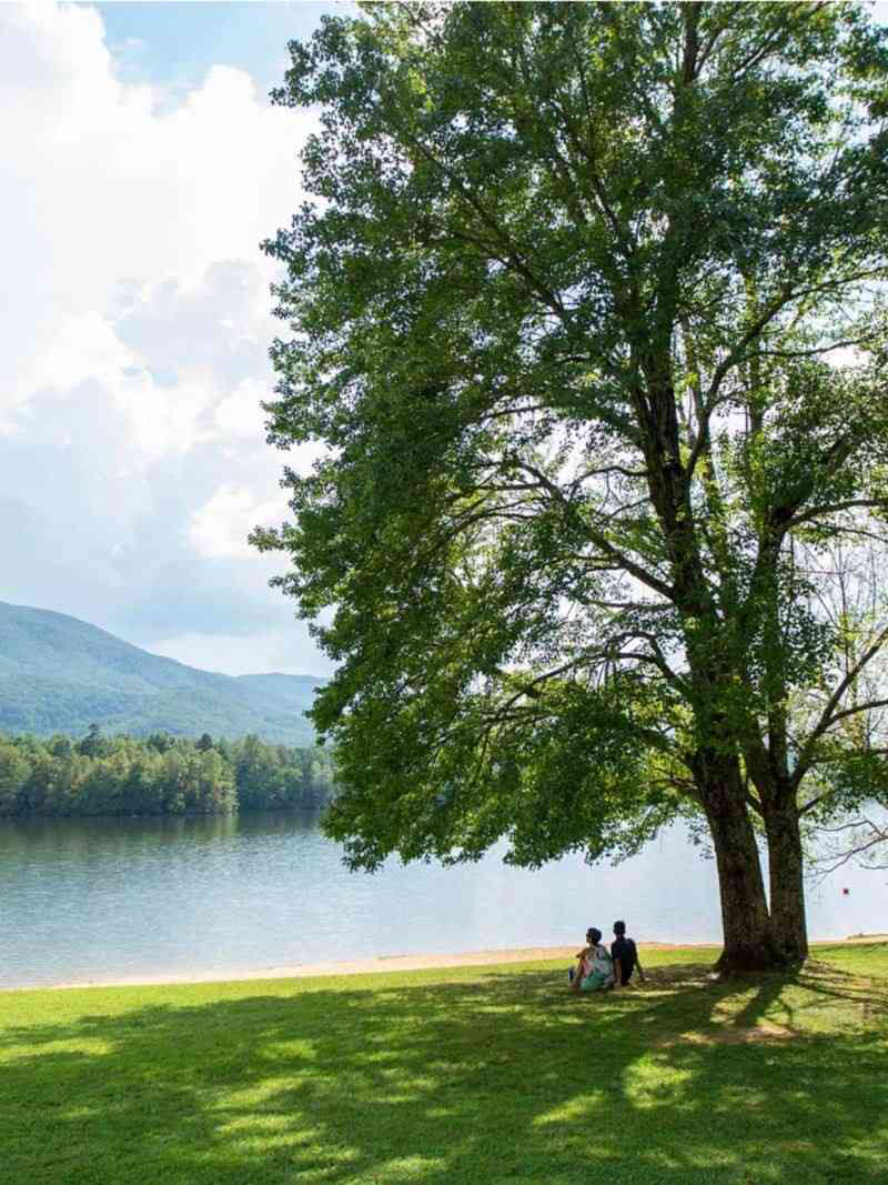 Tree next to scenic lake.