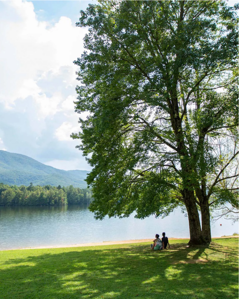 Tree next to scenic lake.