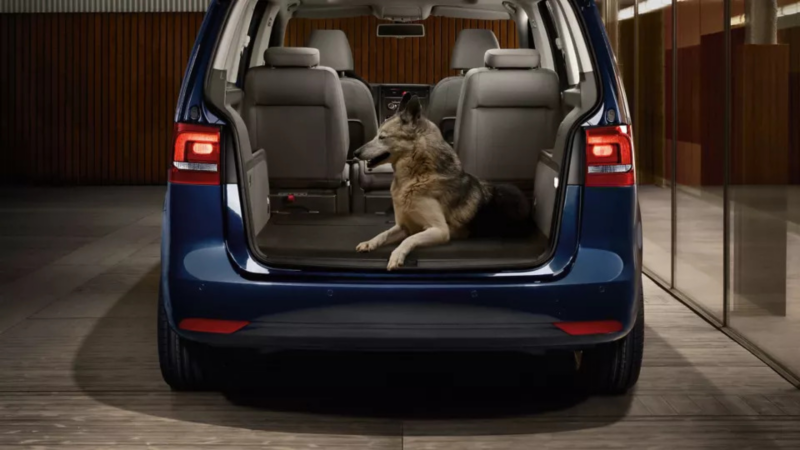 Viajar con perro en coche