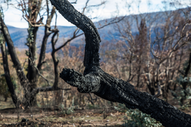 Burnt tree branch from bush fire