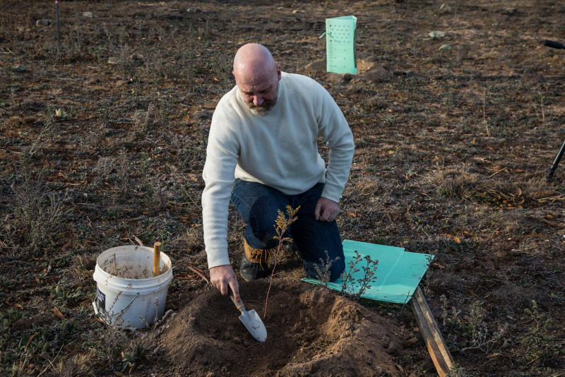 Man planting in field