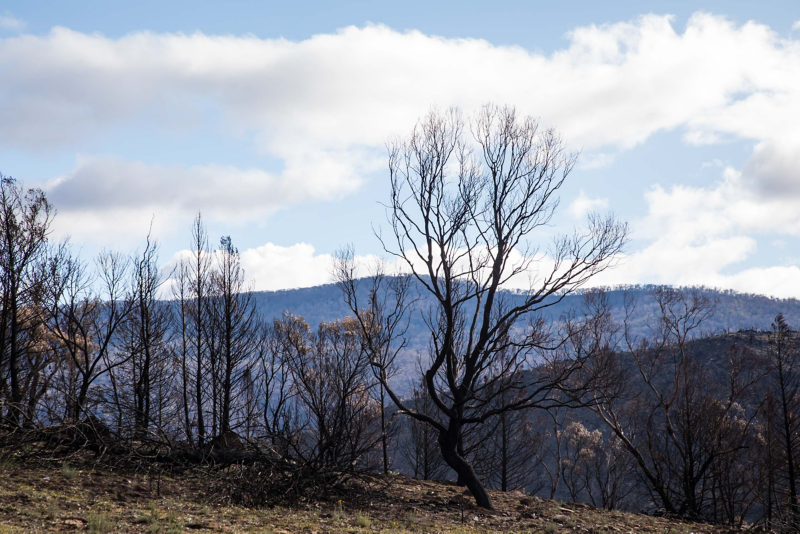 Bush fire aftermath