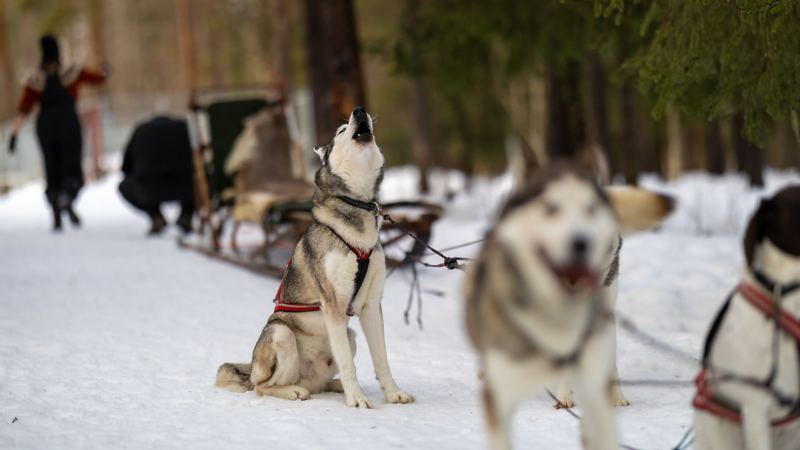 Schlittenhunde inkl. Schlitten im verschneiten Wald, Fokus auf heulenden Husky