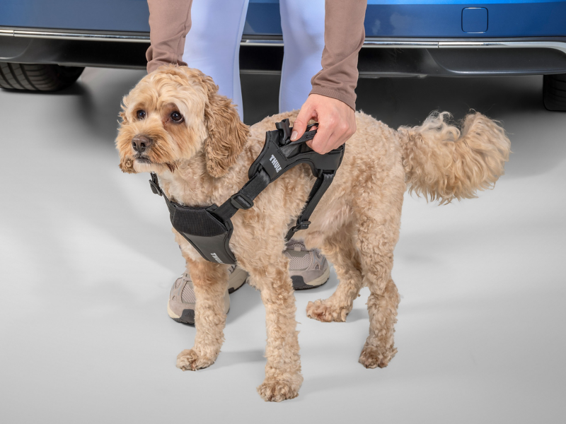 Hund mit angelegtem Autosicherheitsgeschirr von VW Zubehör