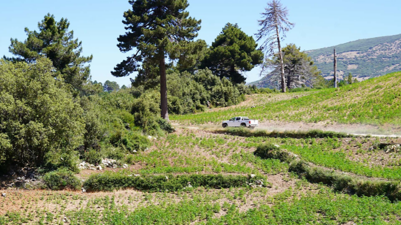 Un pick-up blanc roule sur une piste non goudronnée à travers des champs agricoles en terrasses dans une région montagneuse, soulevant de la poussière.