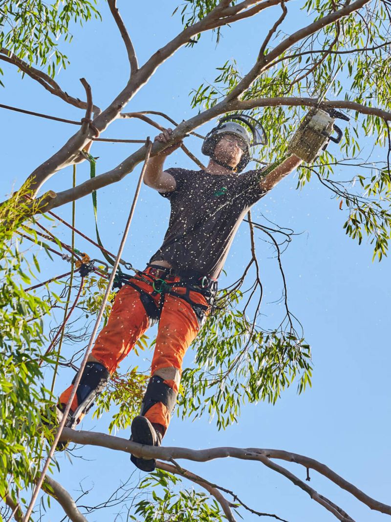 A man cutting a tree with a chain saw