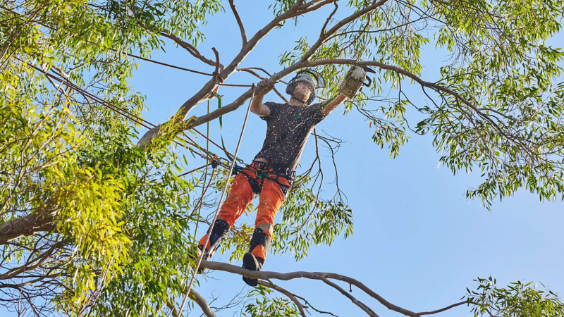 A man cutting a tree with a chain saw