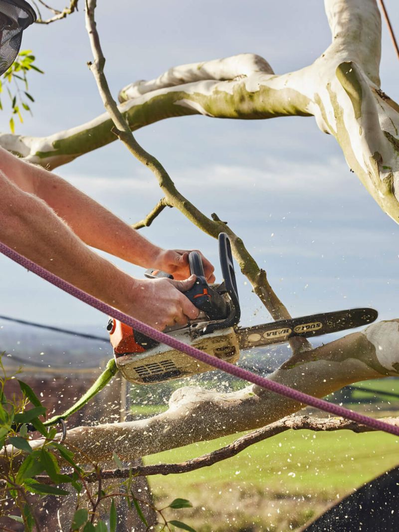 A man cutting a tree with a chain saw