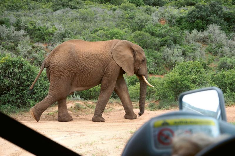 Nationalparken Addo i Sydafrika, även känd som elefanternas nationalpark