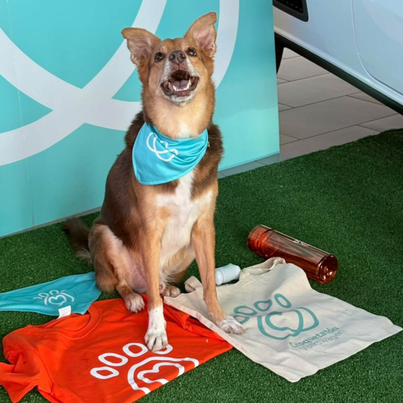 Perro con pañuelo azul sobre césped artificial, junto a camisetas, bolsas y una botella en un módulo de Croquetatón.