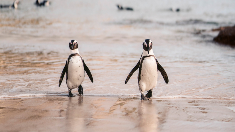2 Brillenpinguine watscheln aus dem Meer