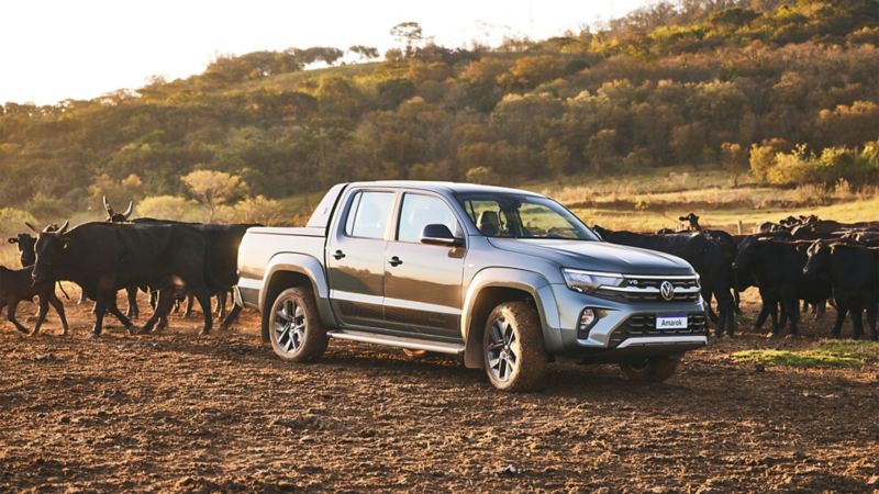 Amarok em meio a boiada