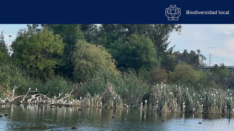 Paisaje de humedal dentro de laguna con parvada de aves sobre los troncos y vegetación. 