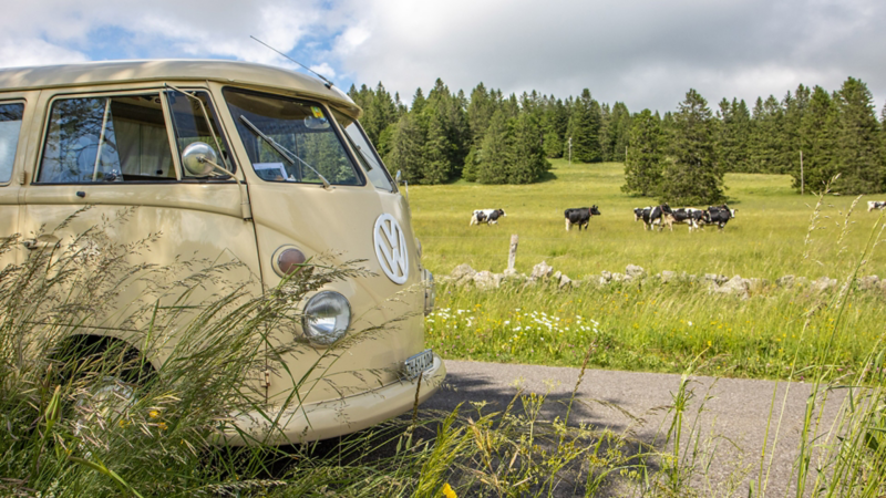 Zwei VW Busse stehen auf einer Wiese.
