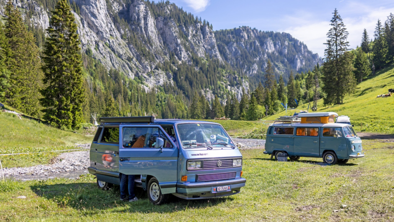 zwei blaue Bullis stehen auf einer Wiese 