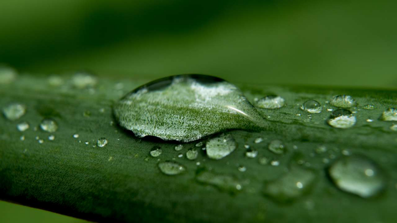 Gros plan macro d'une grande goutte d'eau posée sur une feuille verte, entourée de plus petites gouttelettes, avec des détails clairs de la surface de la feuille et de la goutte.
