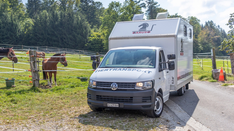 Caruso Pferdetransporter seitlich von vorne rechts ersichtlich und links sind Pferde auf einer Weide