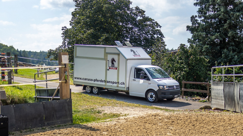 Transporter für Pferde von vorne von der Seite gesehen Pferde auf einer Weide