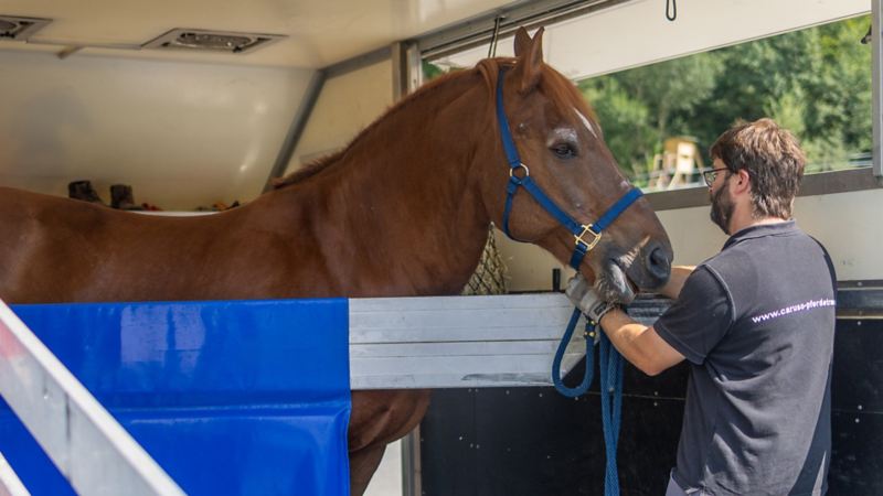 Gabriel Grunder sichert ein Pferd im Caruso-Transporter