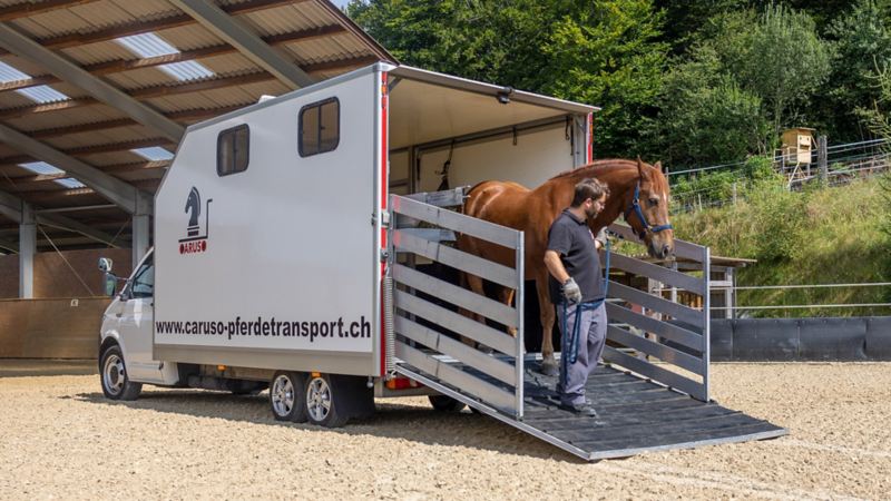 Gabriel Grunders führt ein Pferd aus dem Transporter hinaus