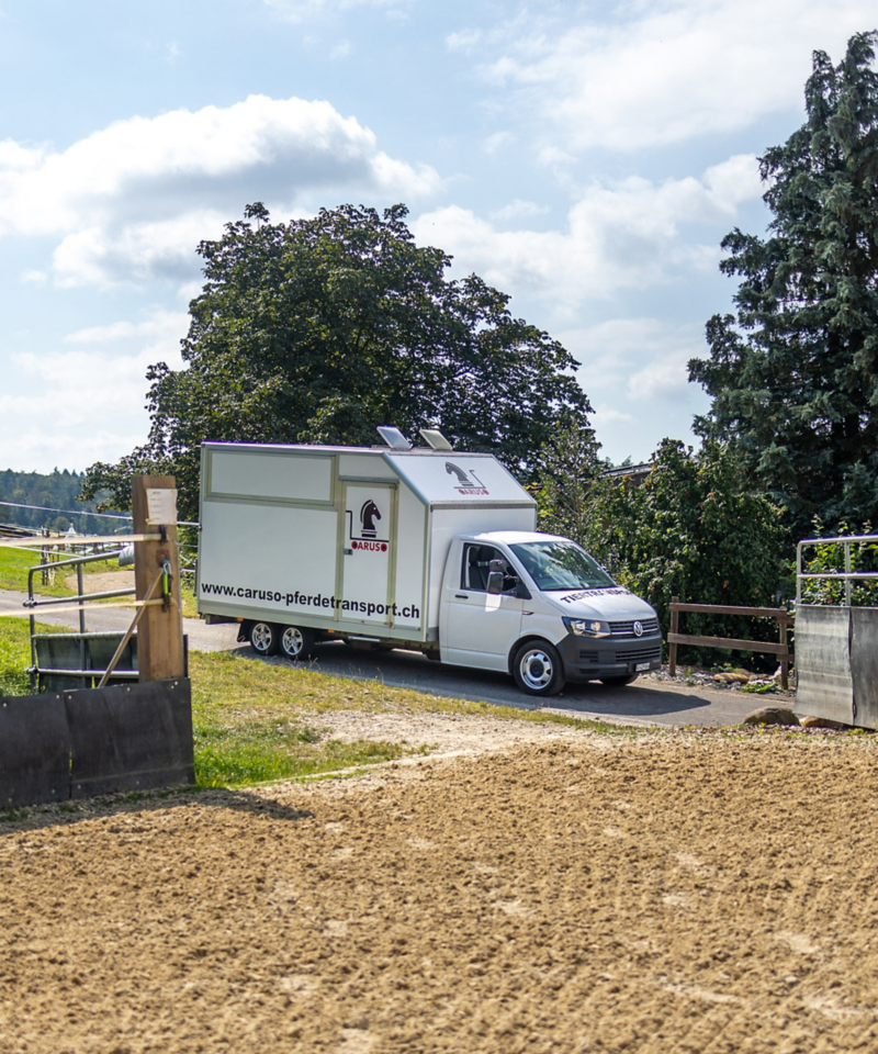 Transporter für Pferde von vorne von der Seite gesehen Pferde auf einer Weide