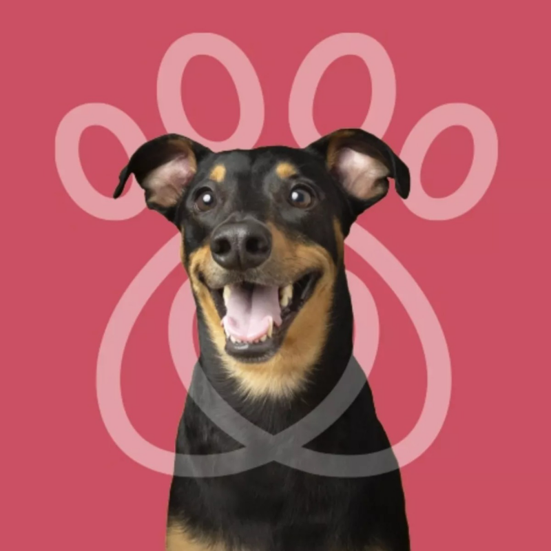 Perro con el hocico abierto. Sesión fotográfica de mascota para campaña Croquetatón. 