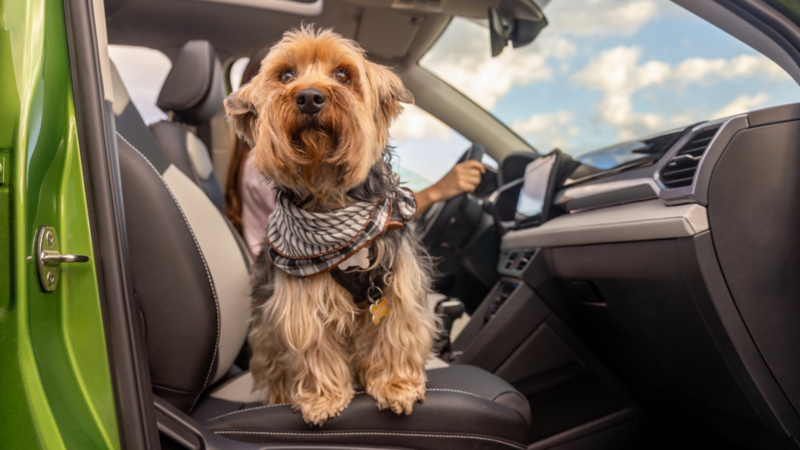 Perro pequeño con mascada sentado en asiento de copiloto de un SUV Taos. 