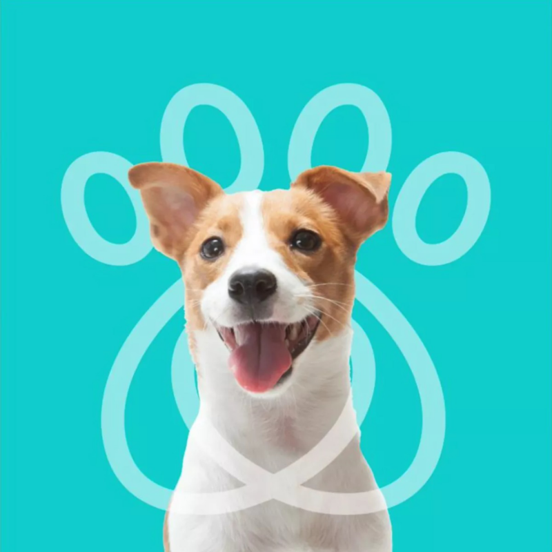 Perro con el hocico abierto. Sesión fotográfica de mascota para campaña Croquetatón. 