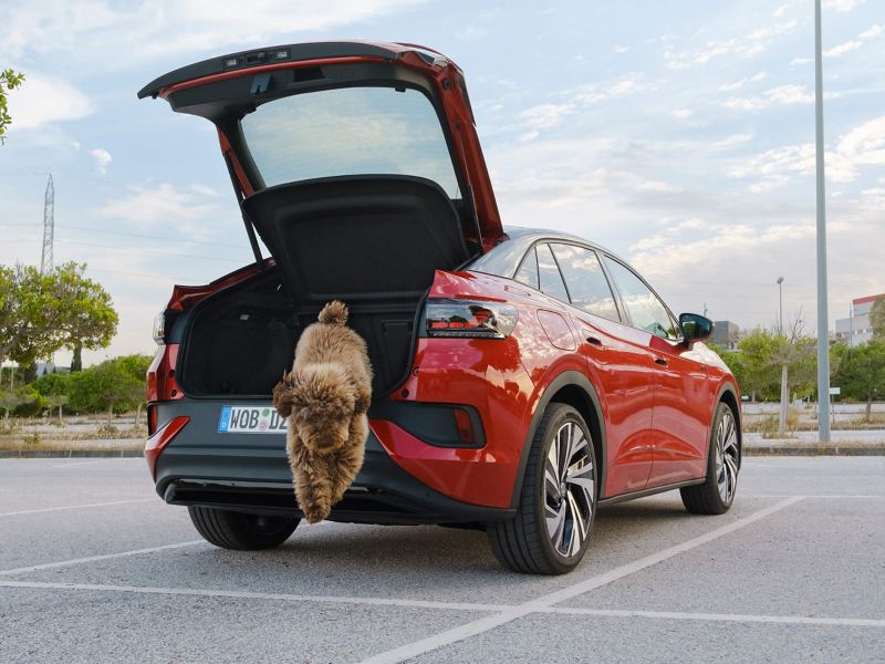 A dog jumping out of the back of an electric VW car