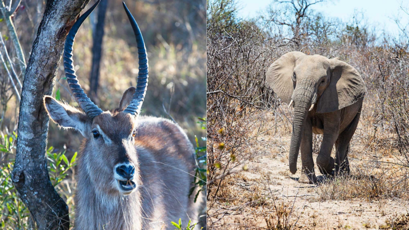 I Sydafrika är djurlivet aldrig långt borta. Här en ellipsvattenbock mitt i maten och en elefant.