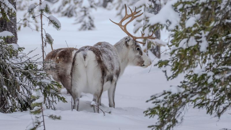 Ein Elch steht im Schnee