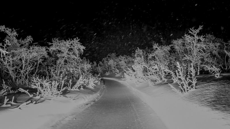 Ein verschneiter Wald in der Nacht