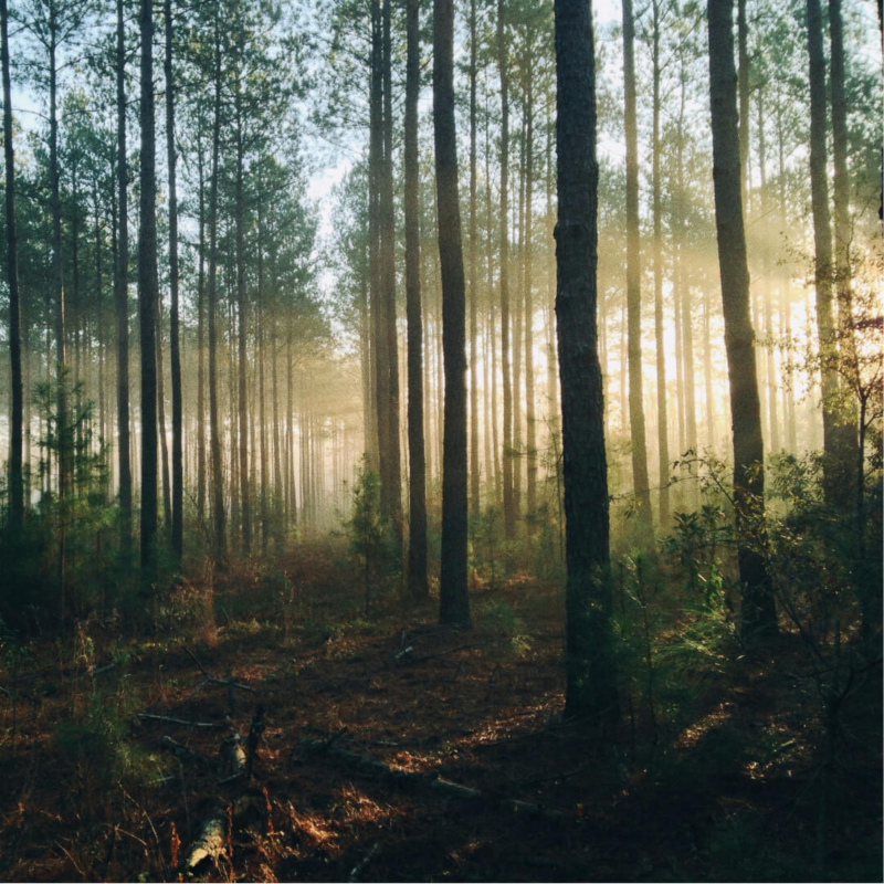 Sunlight streaming through a dense pine forest at sunrise, highlighting the role of nature and trees in carbon absorption.
