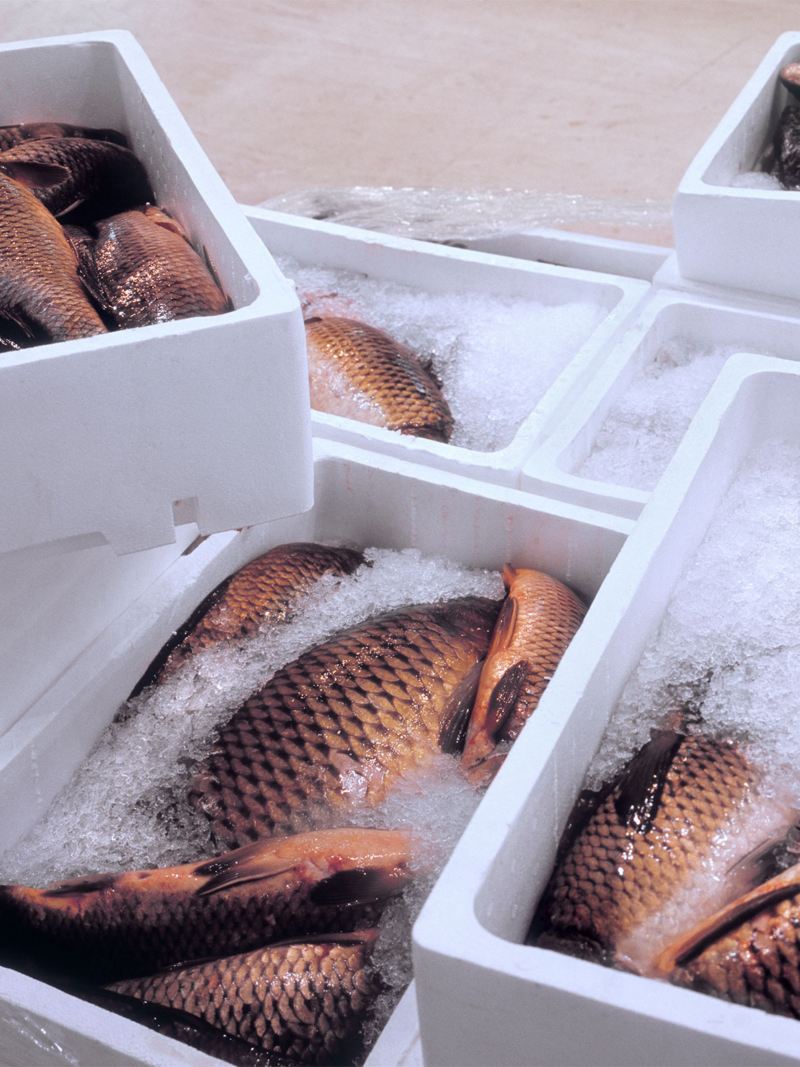 des caisses de poisson frais à transporter