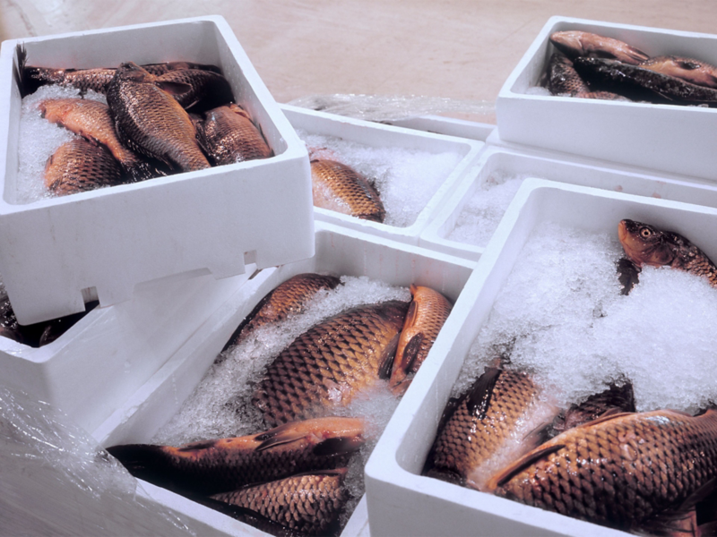 des caisses de poisson frais à transporter