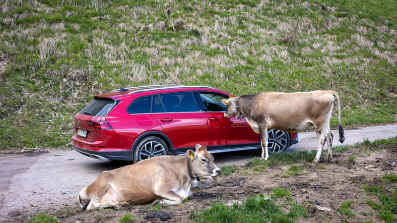 Des vaches à côté de la Golf Alltrack.