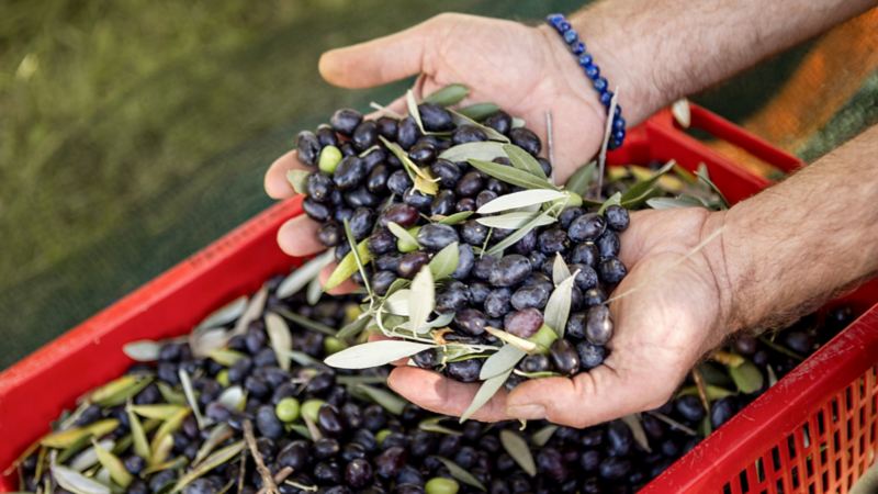 Les mains de Patrick Hemmelmayr remplies d'olives