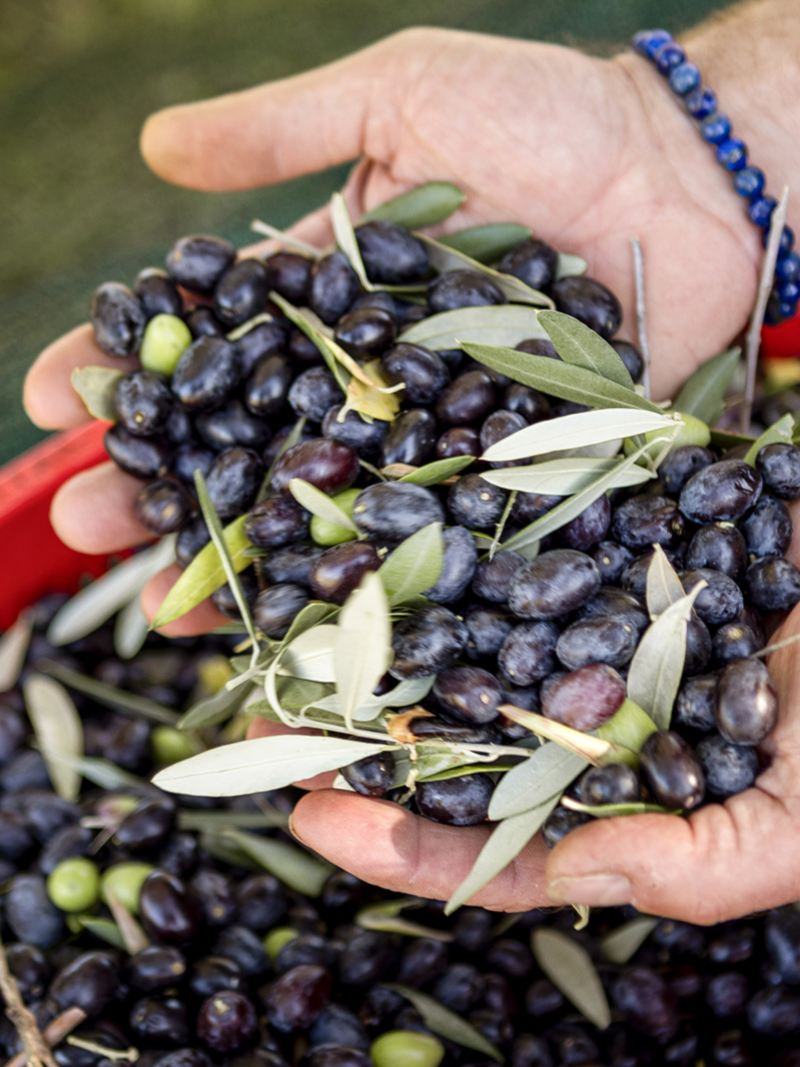 Les mains de Patrick Hemmelmayr remplies d'olives