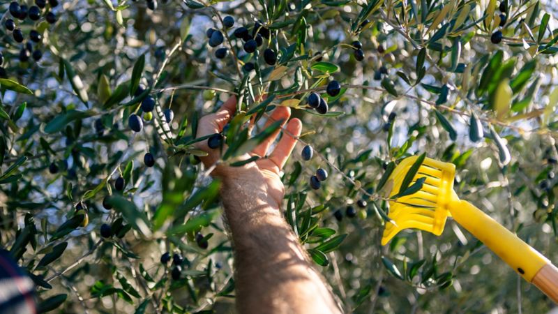 Patrick Hemmelmayr raccoglie le olive da un albero di ulivo