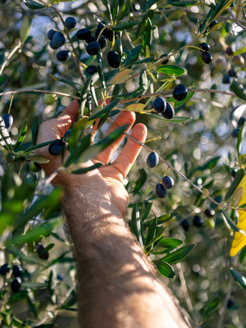 Patrick Hemmelmayr pflückt Oliven von einem Olivenbaum